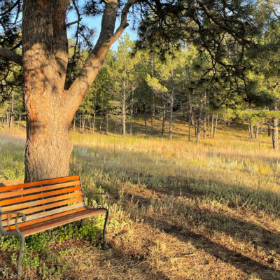 bench in a field